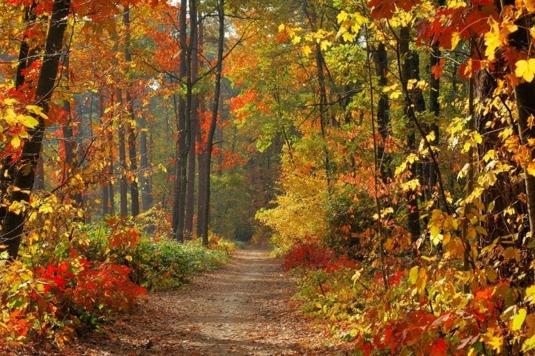fall in Indiana