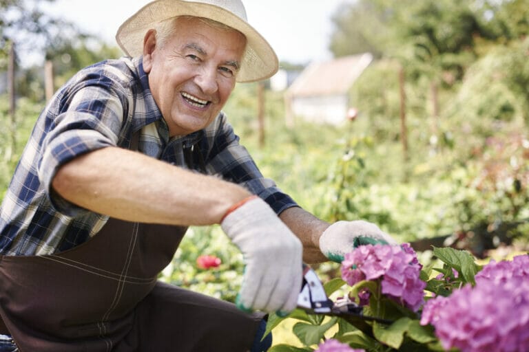 Senior male gardener tending to flowers.