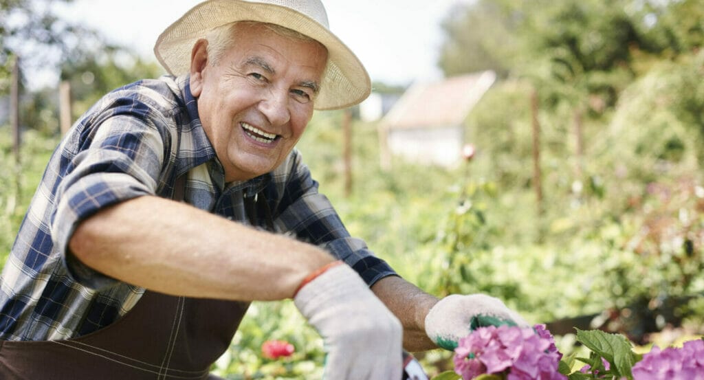 Elderly man cutting flowers in garden